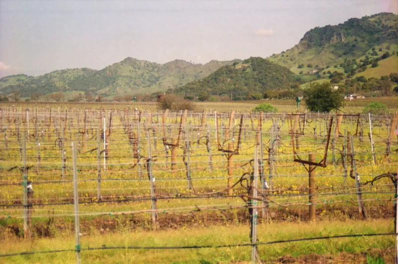 Grapes of Wrath, Grapes of Gold: How a Bootlegger's Underground Empire Became the Soul of Napa Valley